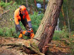 How Our Tree Care Process Works  in Jamesburg, NJ